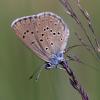 FE_Azure-des-mouilleres_Phengaris-alcon_Pascal-Peyrache