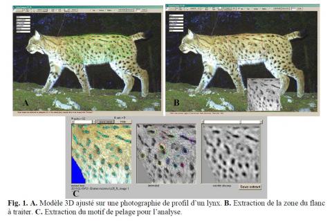 Lynx_30_Photo-identification1