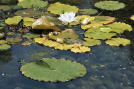 Grenouille verte (Pelophylax kl. esculentus) dans l'ABC du parc naturel régional de Sainte-Baume, Fête de la Nature 2022 (Céline Lecomte, OFB)