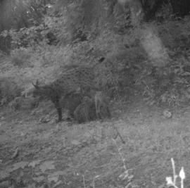 Femelle lynx donnant la tétée à 3 chatons (F. Corcelle)