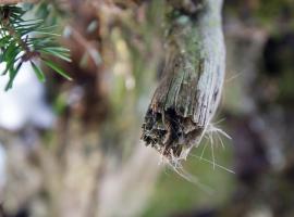 Poils de lynx sur une branche, qui seront récoltés pour analyse génétique (S. Gatti, OFB)