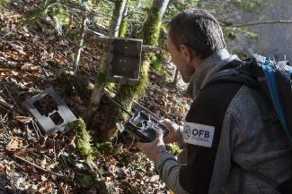 Reseau LoupLynx_MediathequeOFB_Philippe Massit/OFB