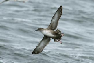 Puffin des Baléares en Bretagne (W. Raitière/Biotope)