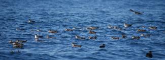 Radeau de puffins des Baléares sur le littoral basco-landais (Iker Castège/Centre de la Mer de Biarritz)