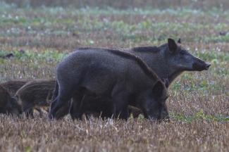 Laies en poil d’été avec leurs marcassins (P.Massit/OFB)