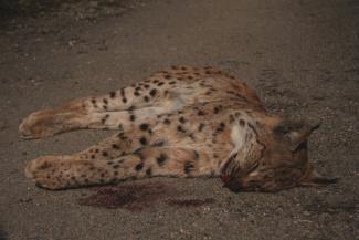Lynx_collision_Reseau-loup-lynx