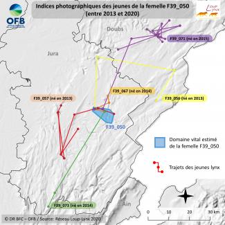 Suivi de la dispersion et du devenir des jeunes de la femelle F39_050, basé sur les « captures » photographiques entre 2013 et 2020 (réseau Loup-lynx / OFB DR BFC)