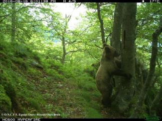 Ours brun subadulte - appareil automatique en Ariege - ONCFS Equipe Ours
