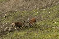 Deux cerfs élaphes en situation de combat de bois (B. Muffat-Joly/OFB)